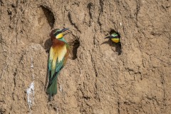 bee-eater-1