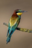 bee-eater-10