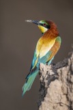 bee-eater-11