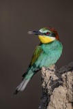 bee-eater-12