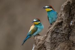 bee-eater-13