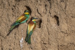 bee-eater-2