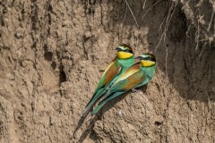 bee-eater-3