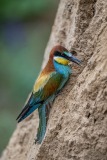 bee-eater-4