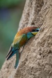 bee-eater-5