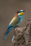 bee-eater-6