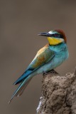 bee-eater-7