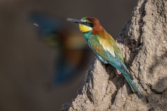 bee-eater-8