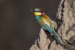 bee-eater-9