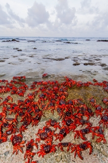 Christmas Island